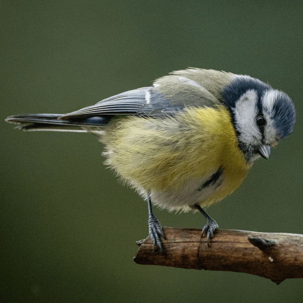 Mobirise Website Builder